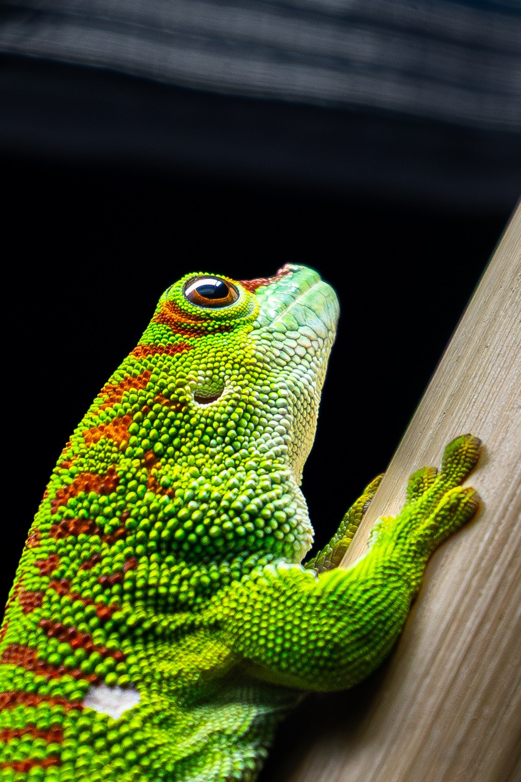 Green chameleon on a branch