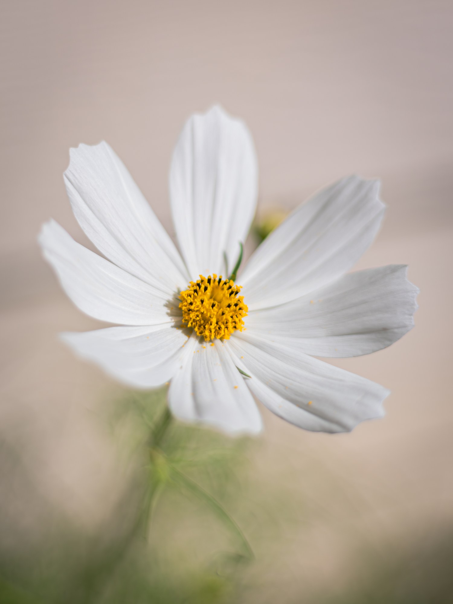 White blossom close-up