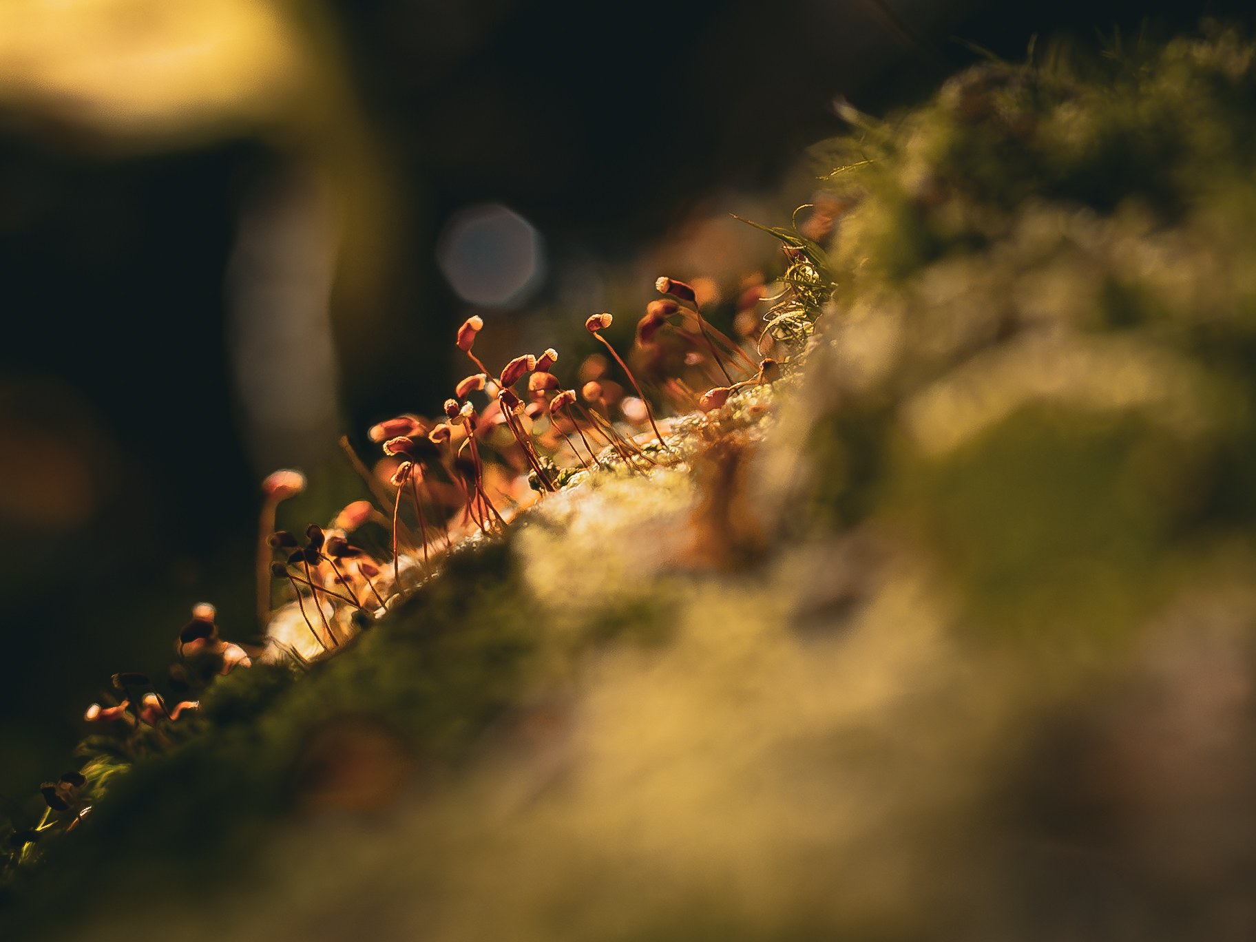 Tiny forest plants in warm light