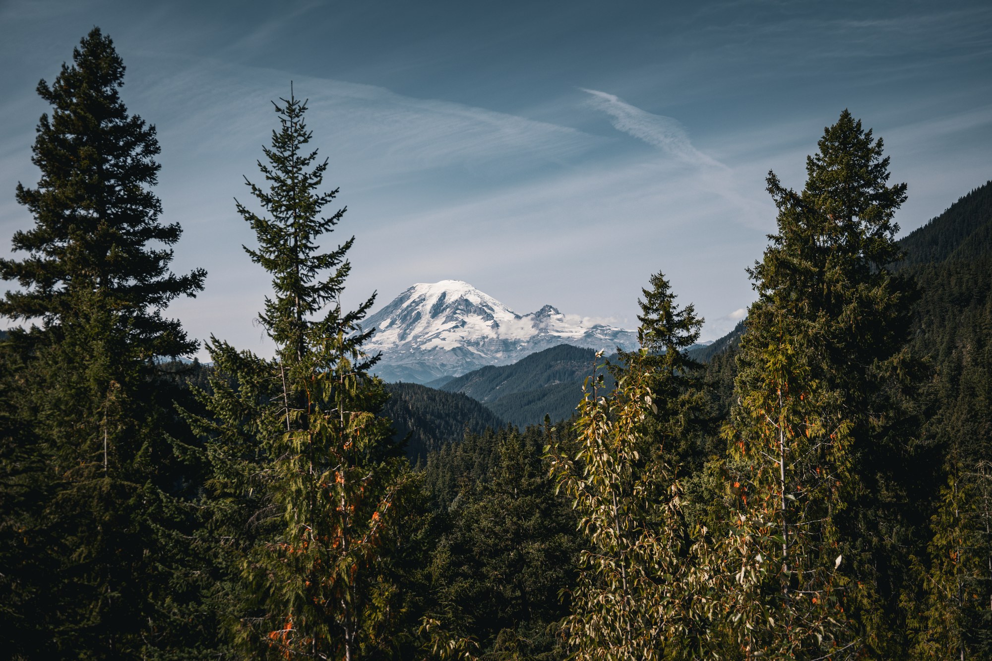 Snowy mountain beyond evergreens
