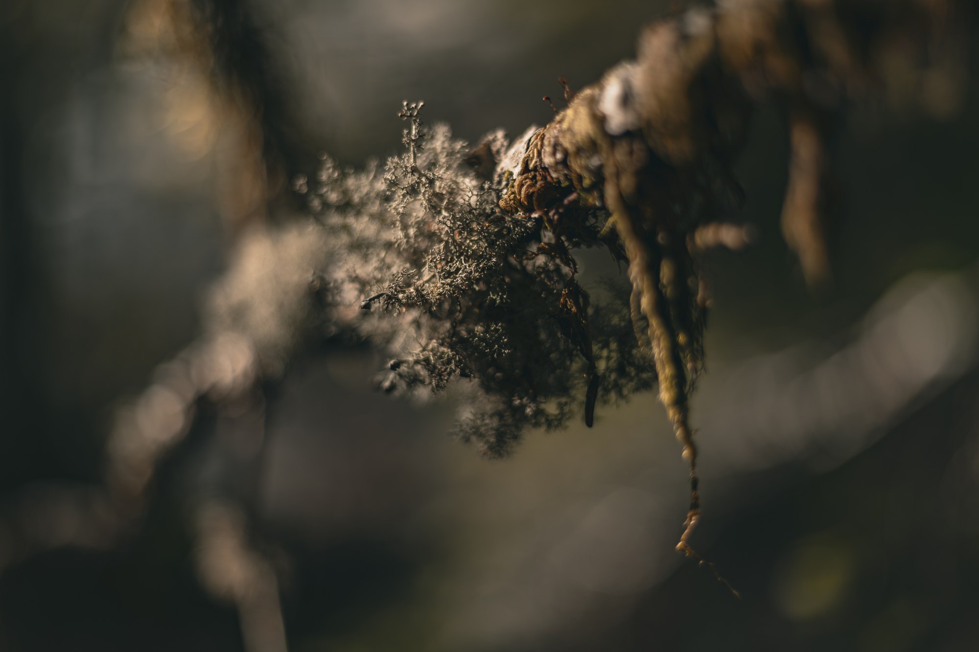 Dried stems in soft light