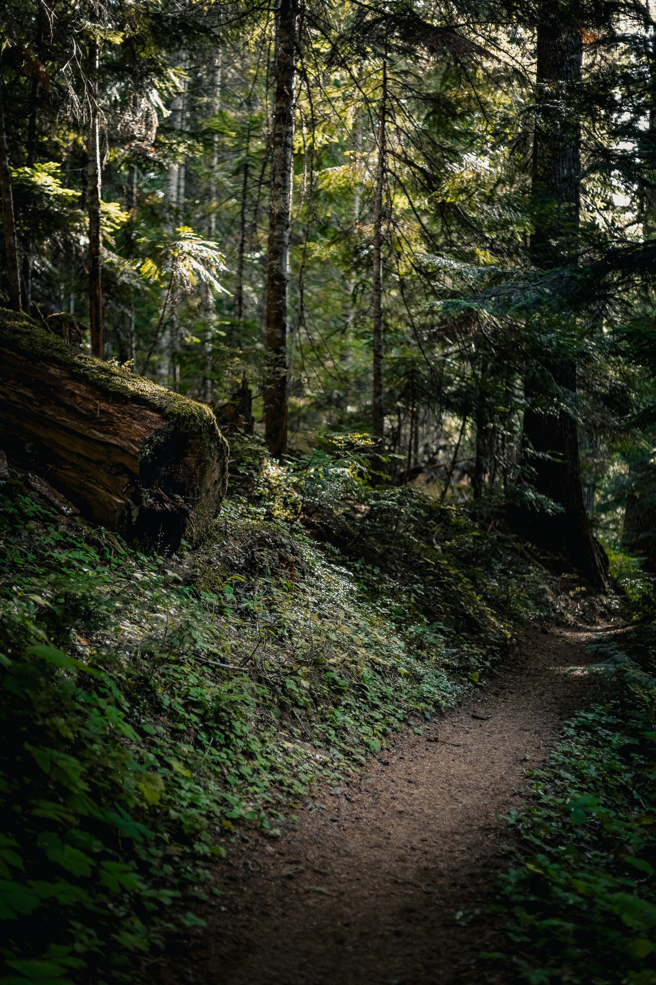Forest trail in dappled light