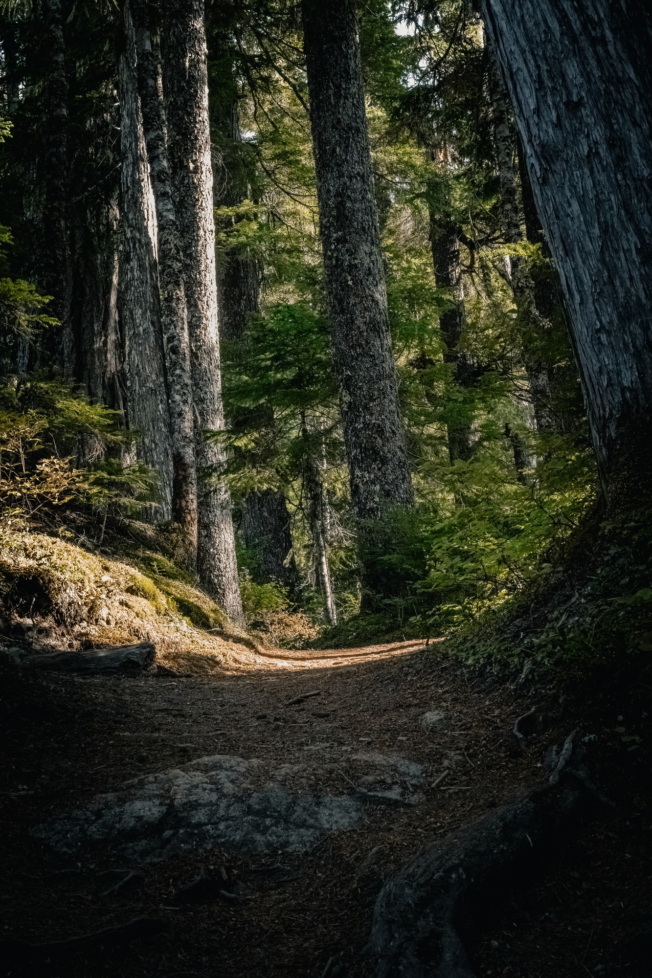 Tall trees in a forest