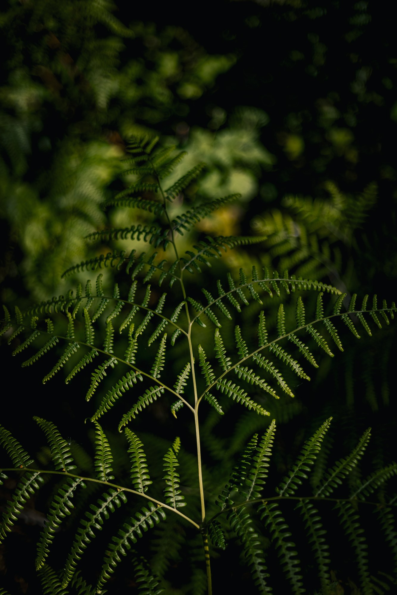 Fern leaves in shadow