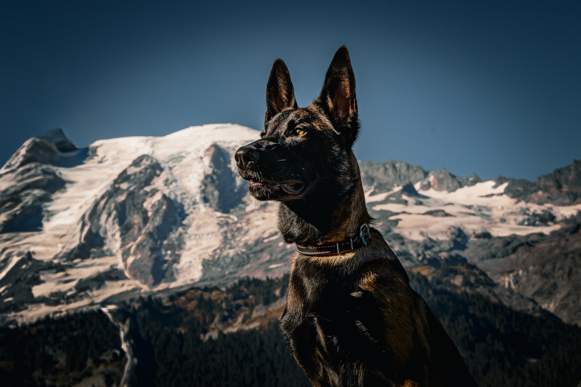 Belgian Malinois against a mountain